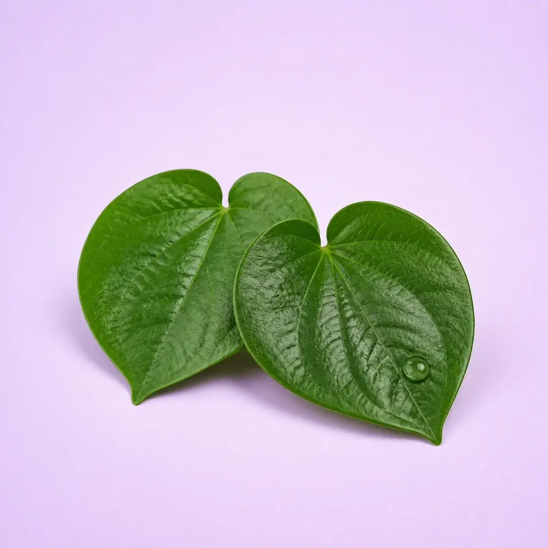 Daun Sirih, Piper betle, daun