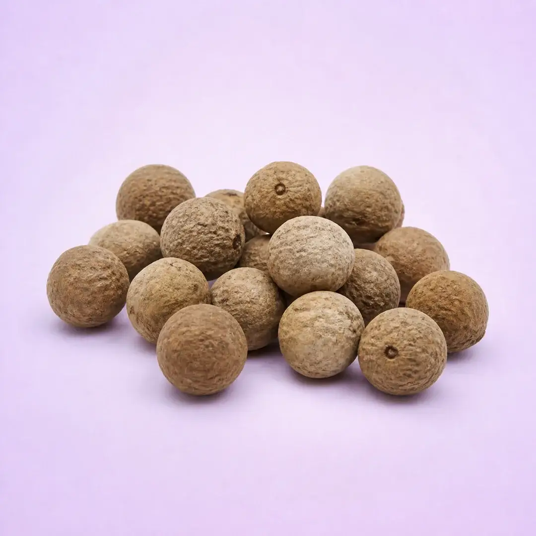 Manjakani, Quercus infectoria, buah manjakani