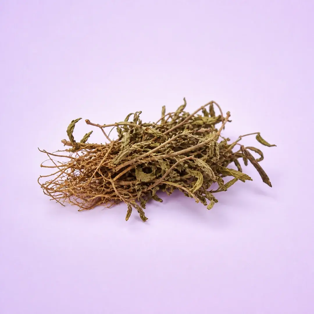 Rumput Fatimah, Labisia pumila, akar dan batang